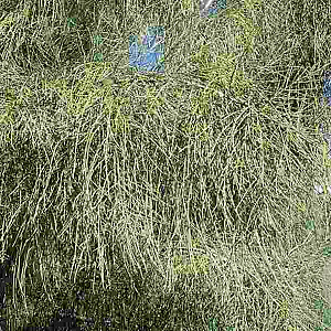 Tamarix aphylla 125-150 cm 50L