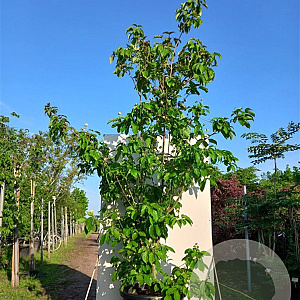 Cornus kousa 'Soleil Rouge' 200-250 cm cont. 80L