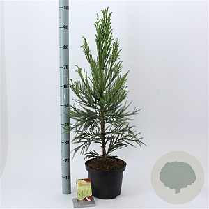 Cryptomeria j. 'Lobbii' 60-80 cm 5,0L