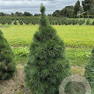 Pinus sylv. 'Norska' 80-100 cm draadkluit