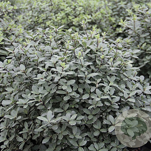 Pittosporum tenuifolium 'Silver Ball' 50-60 cm 20L breed