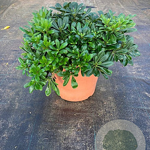Pittosporum tobira 'Nanum' 40-50 cm 10L