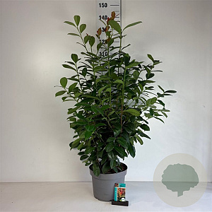Prunus l. On Fire 80-100 cm 10L