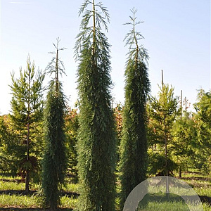 Sequoiadendron giganteum 'Pendulum' 125-150 cm 35L