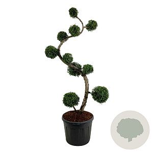 Thuja occ. 'Brabant' 175 cm op cont. 90L multi bol