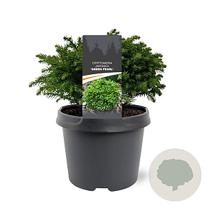 Cryptomeria j. 'Green Pearl' 20-25 cm 3,0L