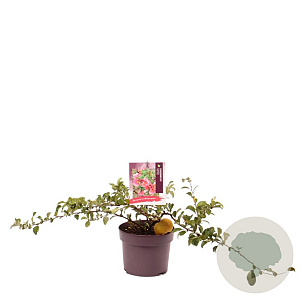 Chaenomeles sup. Pink Trail 30-40 cm 3,0L