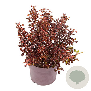 Coprosma r. 'Tequilla Sunrise' 15-20 cm 3,0L