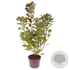 Cotinus cog. Flamissio 50-60 cm 30L
