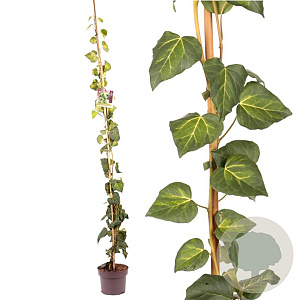 Hedera colchica 'Sulphur Heart' 175-200 cm 5,0L