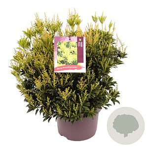 Pieris jap. 'Sinfonia' 30-40 cm 5,0L