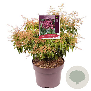 Pieris jap. 'Valley Rose' 25-30 cm 5,0L