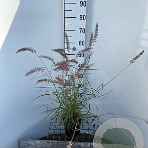 Pennisetum or. 'Flamingo' 30-40 cm 2,5L