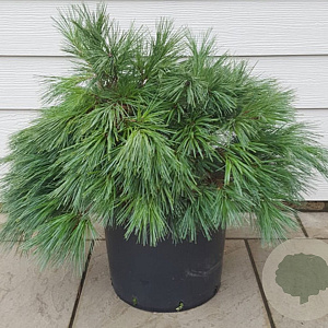 Pinus strobus GM container solitair bonsai