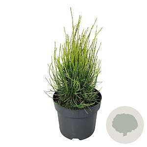 Platycladus or. 'Franky Boy' 30-40 cm 6,5L