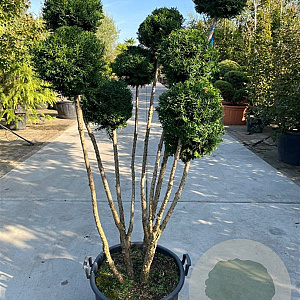Taxus media 'Hicksii' 150-175 cm container pompon