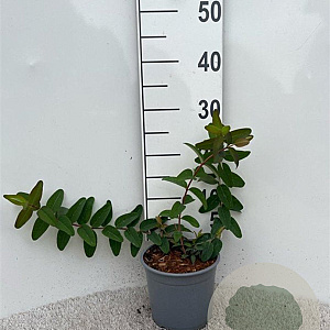 Hypericum 'Hidcote' 20-30 cm 2,0L
