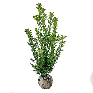 Ilex meserv. Blue Maid 60-80 cm met kluit