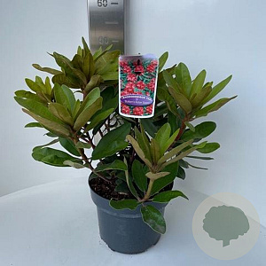 Rhododendron (Y) 'Bohl Roter Stern' 30-40 cm 5,0L
