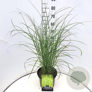 Miscanthus sin. 'Gracillimus' 60-80 cm 10L