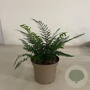 Polystichum set. 'Proliferum' GM 2,0L