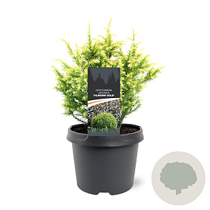 Cryptomeria j. 'Vilmorin Gold' 20-25 cm 3,0L