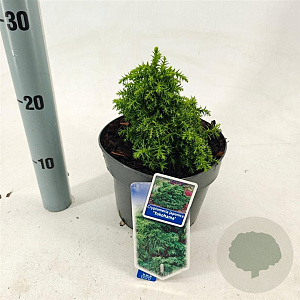 Cryptomeria j. 'Yokohama' 20-25 cm 3,0L