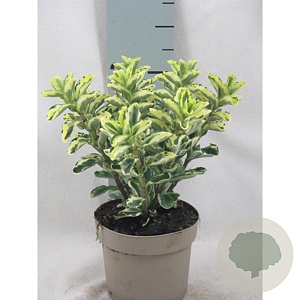 Hebe Pinocchio GM C5