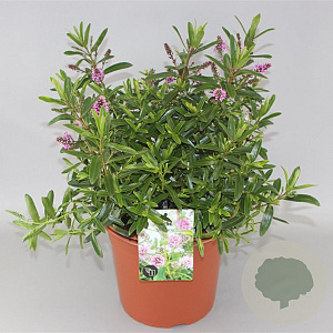 Hebe 'Wiri Joy' GM 2,0L