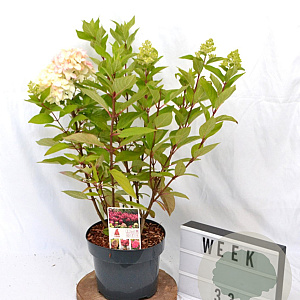 Hydrangea pan. Bonfire 40-50 cm 5,0L