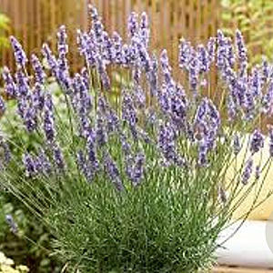 Lavandula int. Sensational! GM C5