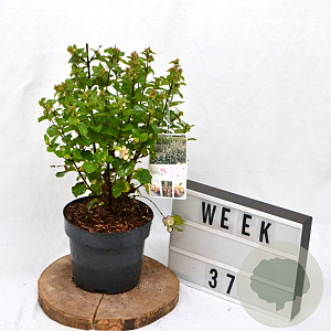 Symphoricarpos d. Rave 40-60 cm 3,0L