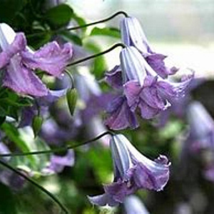 Clematis 'Betty Corning' 80 cm rozenpot 2L