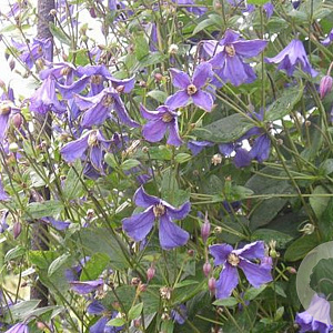 Clematis 'Eriostemon' 80 cm rozenpot 2L