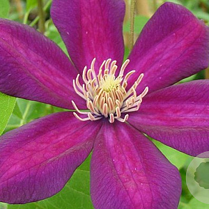 Clematis 'Firefly' 80 cm rozenpot 2L