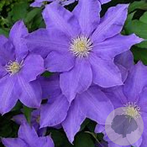 Clematis 'H.F. Young' 80 cm rozenpot 2L