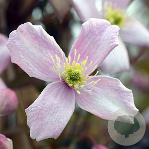 Clematis 'Odorata' 80 cm rozenpot 2L