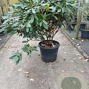 Rhododendron pont. 'Roseum' 70-80 cm 45L bol najaarspotting