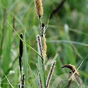 Carex acutiformis GM 2,0L