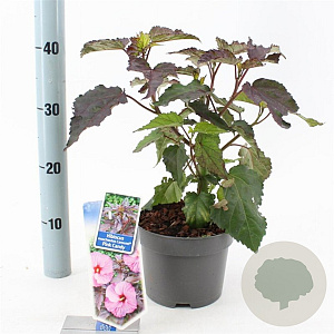 Hibiscus m. Carousel Pink Candy 30-40 cm 2,0L
