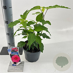 Hibiscus m. Carousel Pink Passion 30-40 cm 2,0L