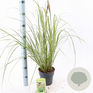 Pennisetum alopecuroides viridesc. 25-30 cm 2,0L