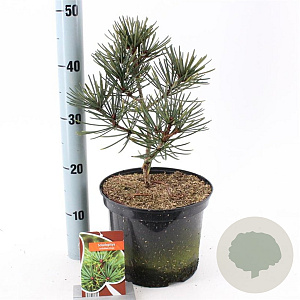 Sciadopitys vert. 'Picola' 25-30 cm 5,0L