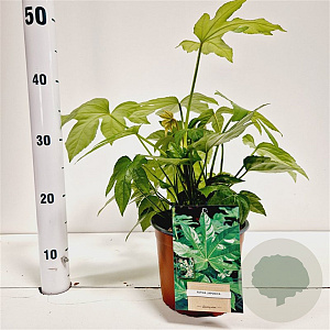 Fatsia japonica 25-30 cm 2,0L