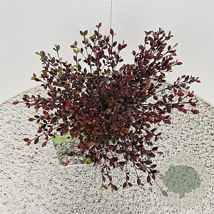 Lophomyrtus ralphii 'Purpurea Nana' 30-35 cm 2,5L