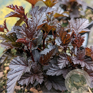 Physocarpus opulif. Panther GM 2,0L leverbaar