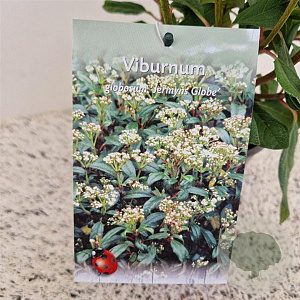 Viburnum globosum 'Jermyns Globe' 30-40 cm 2,5L
