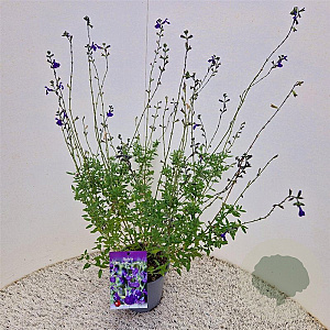 Salvia micr. 'Blue Monrovia' 40-45 cm 2,5L