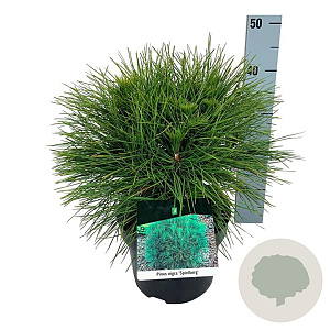 Pinus nigra 'Spielberg' 30-40 cm 4,5L