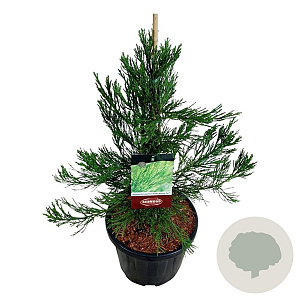Sequoiadendron g. 'H. Mammoth Two' 60-80 cm 15L